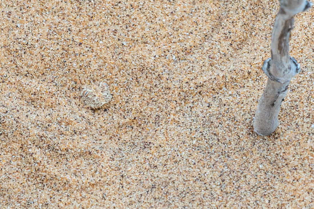Zwergpuffotter (Bitis peringueyi_03RK1046.jpg