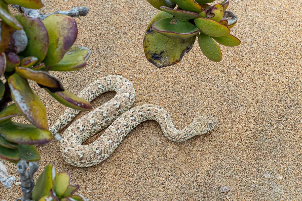 Zwergpuffotter (Bitis peringueyi_03RK1061---Kopie.jpg