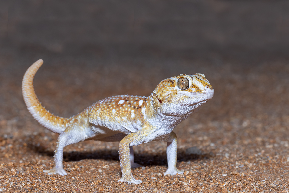 Namib-Sandgecko (Chondrodactylus angulifer)_03RK0152.jpg