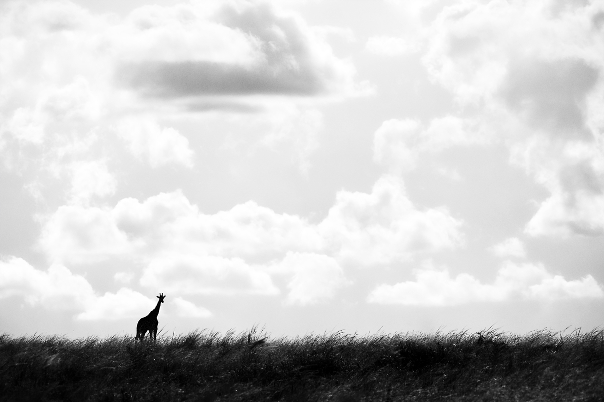 giraffe_uganda_01.jpg
