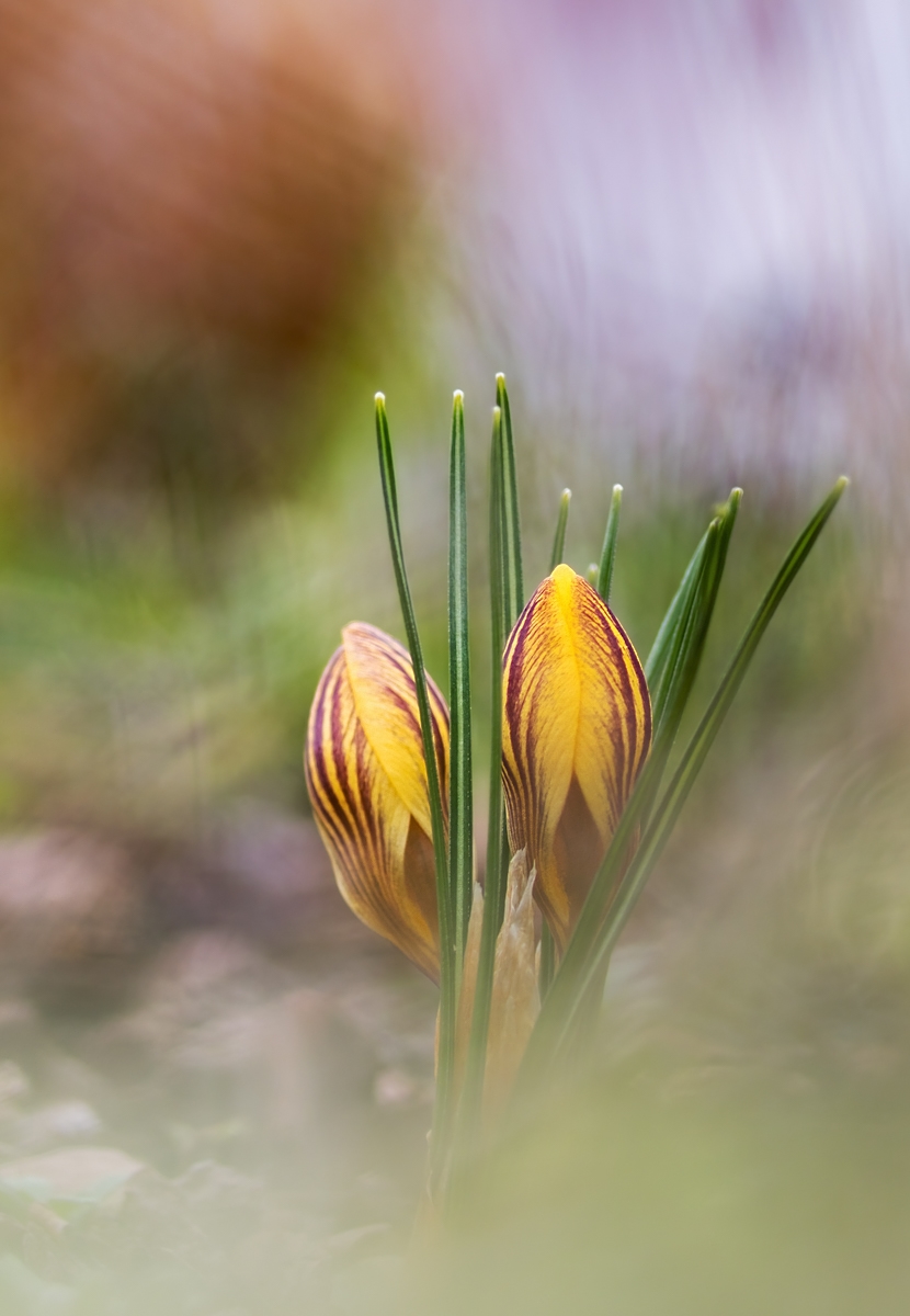krokus02.jpg