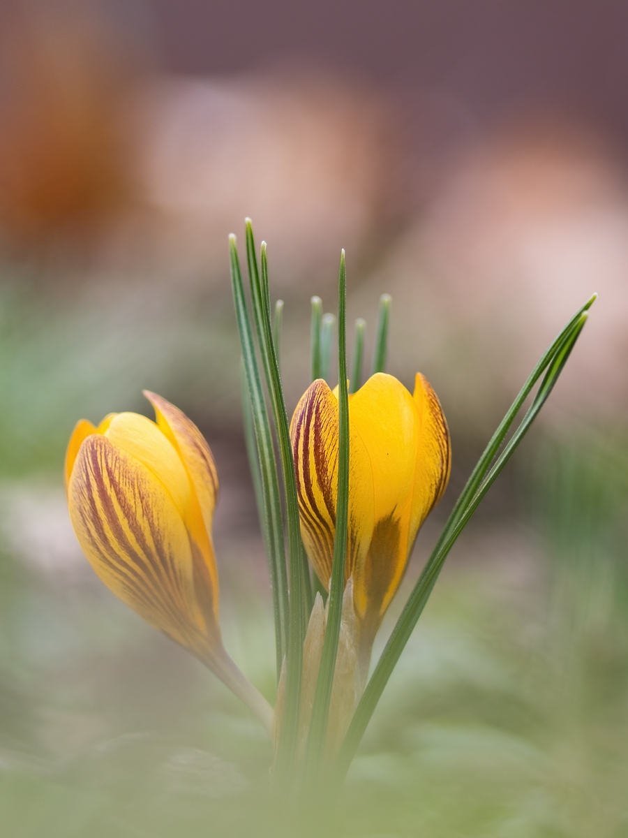 krokus01.jpg