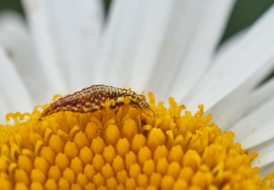 Florfliegenlarve 1.jpg