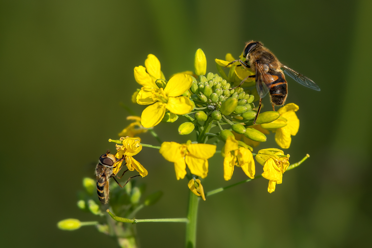 Schwebfliege 12 2022.jpg