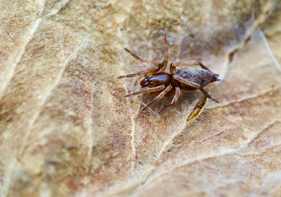 Graubraune Kräuselspinne 2.jpg