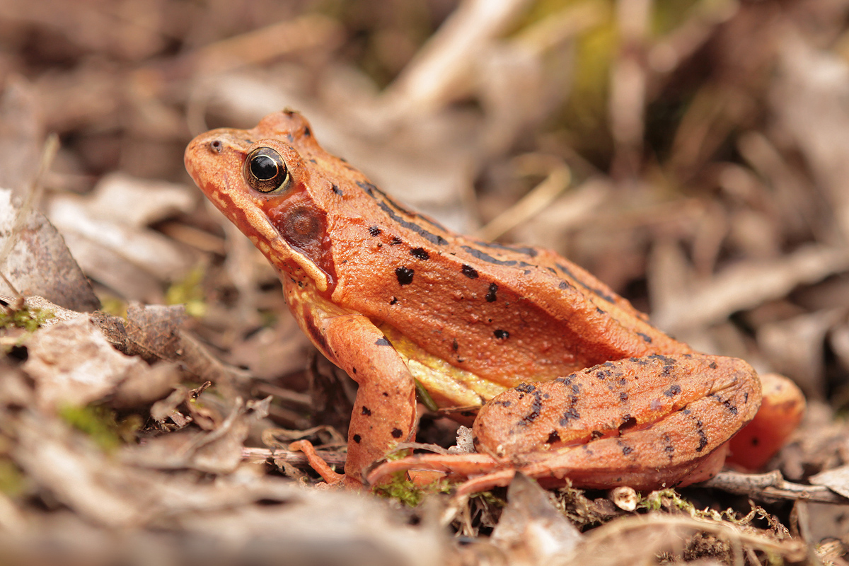 Springfrosch_IMG_4035_1200b.jpg