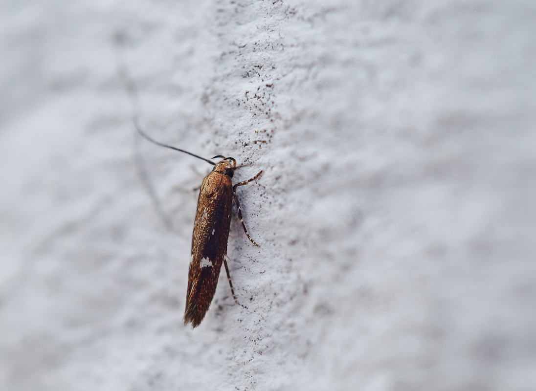 Fransenmotte (Mompha langiella).jpg