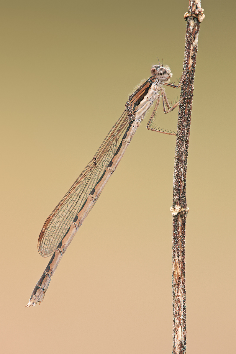 Sympecma fusca_f_IMG_3834_1200.jpg
