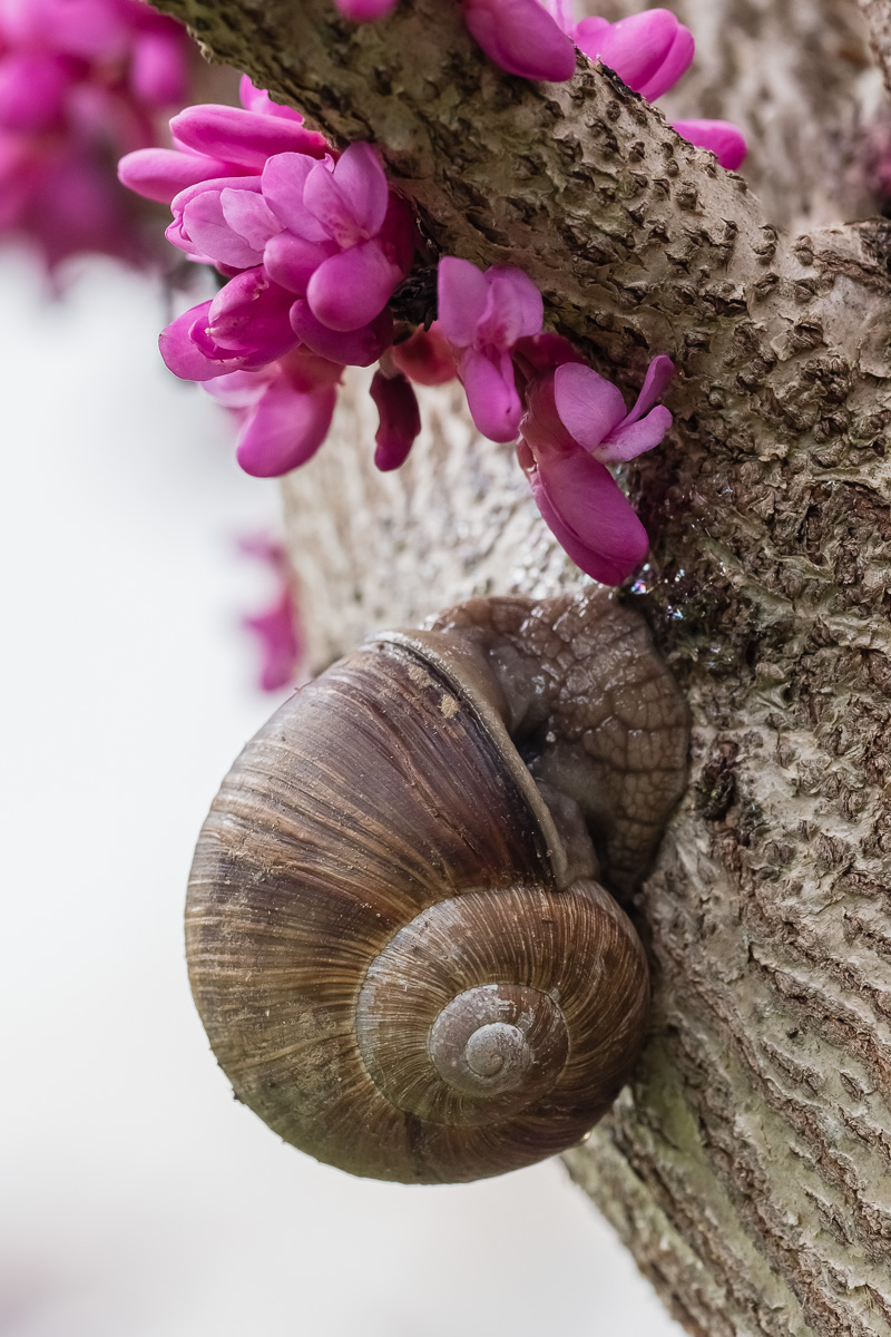 Schnecken_im_Judasbaum-2.jpg