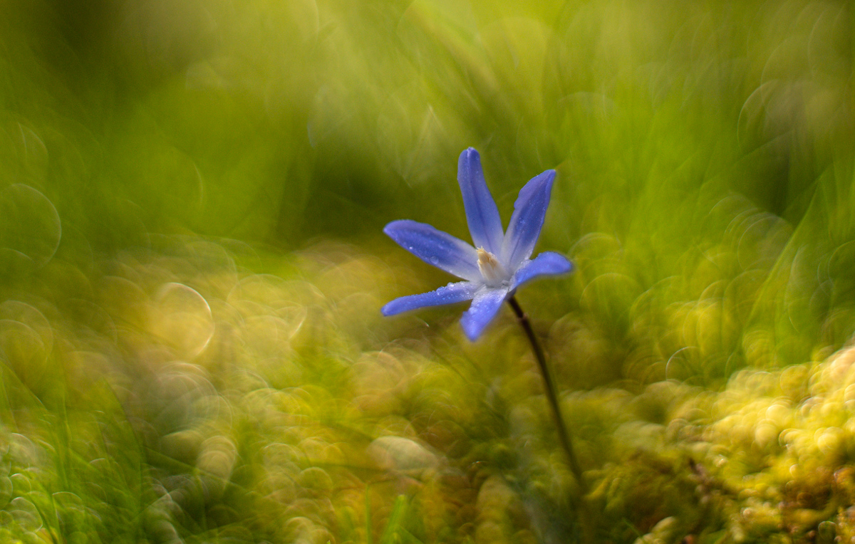 Blausternchen.... (2).jpg