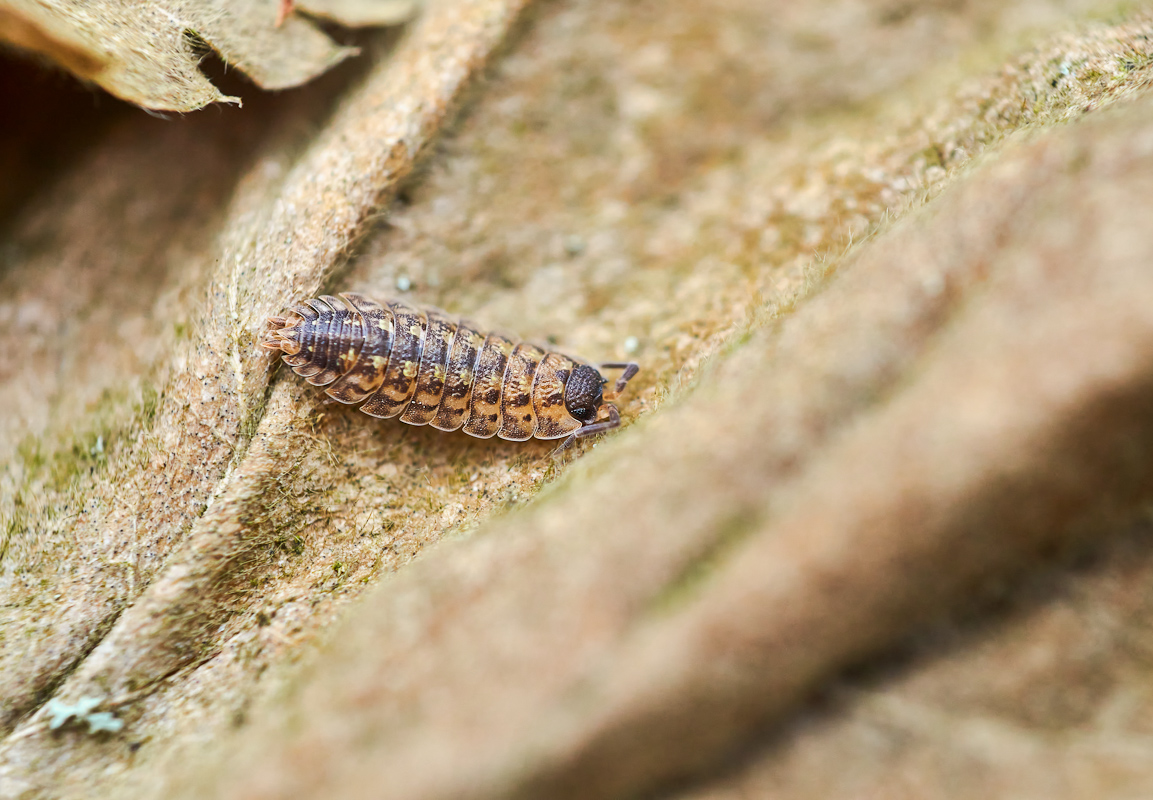 Porcellio spinicornis 2.jpg