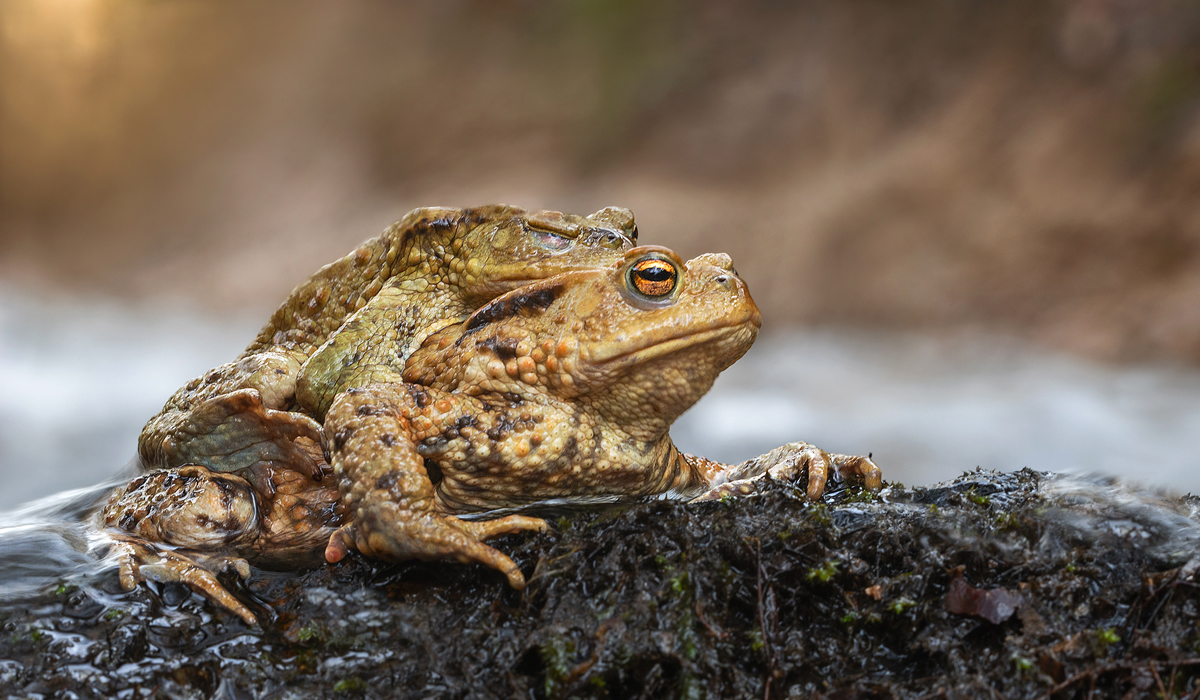 Hilfeeee.... MF..jpg