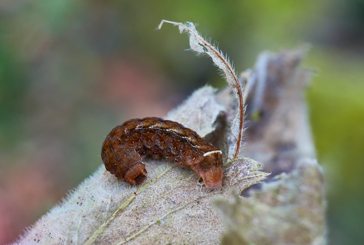 Raupe Diarsia brunnera 1.jpg