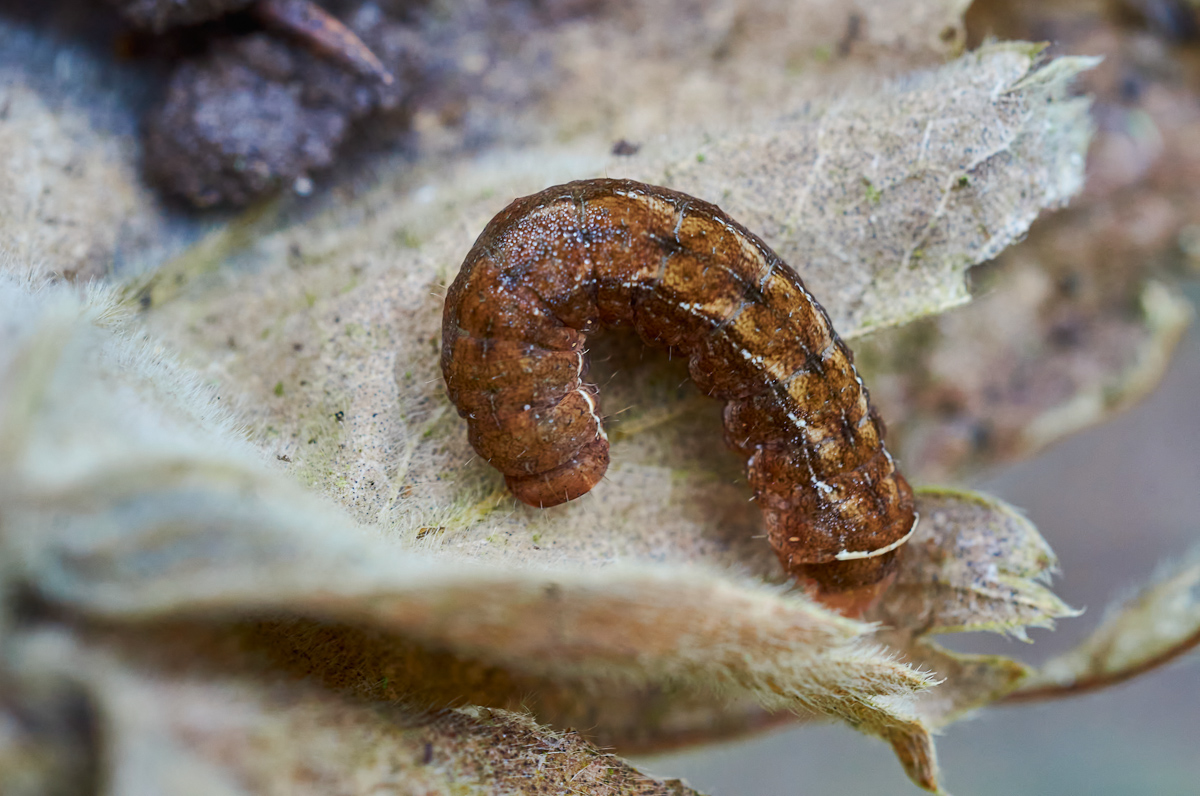Raupe Diarsia brunnera 2.jpg