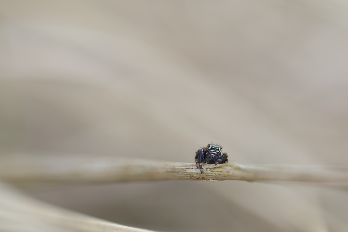 Evarcha arcuata 01a Dunkler Sichelspringer.jpg