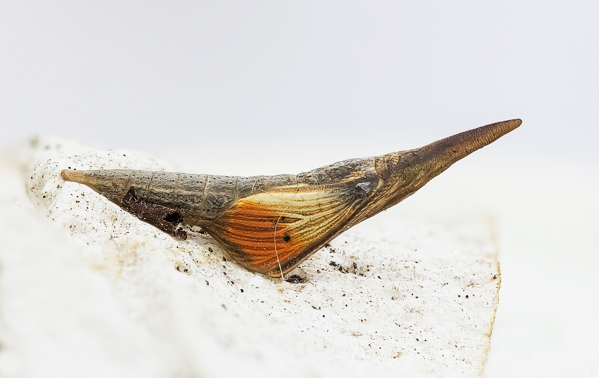 2023-04-10 17-28-33 (B,Radius8,Smoothing4)44-Bearbeitet - Kopie.jpg