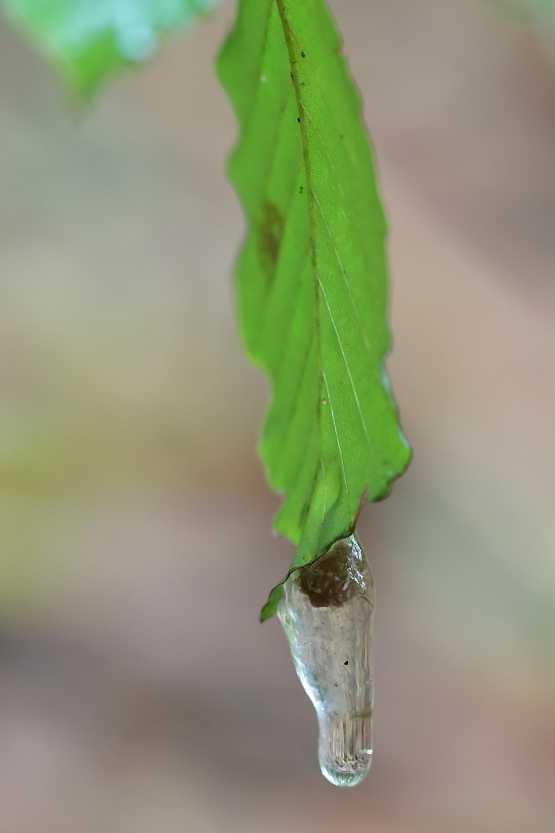 IMG_1545_rs.JPG