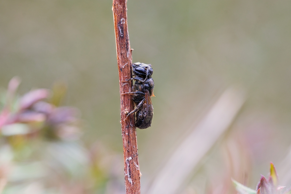 IMG_2216_stack.jpg