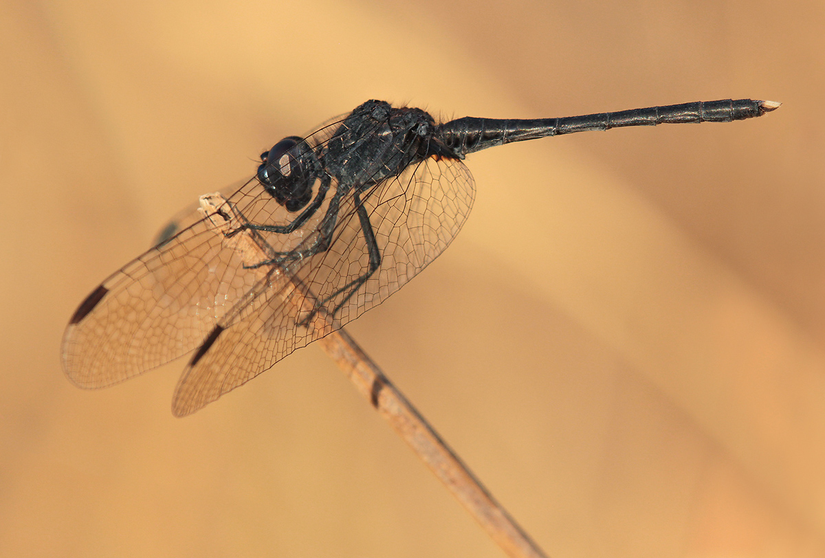 Diplacodes lefebvrii_m_IMG_0192_1200.jpg