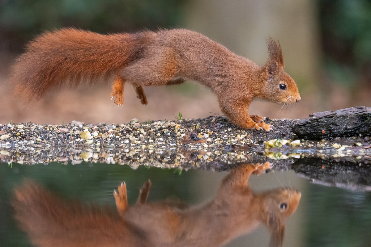 Eichhörnchen-mit-Spiegelung.jpg