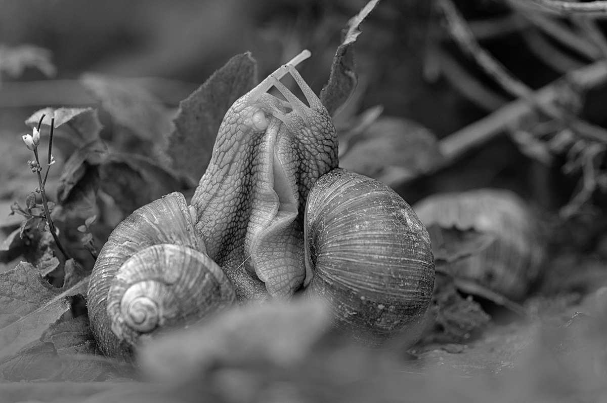 Weinbergschnecken_4916_4928_0010_Contrast-in-B&W-(CEP-4)---Kopie.jpg