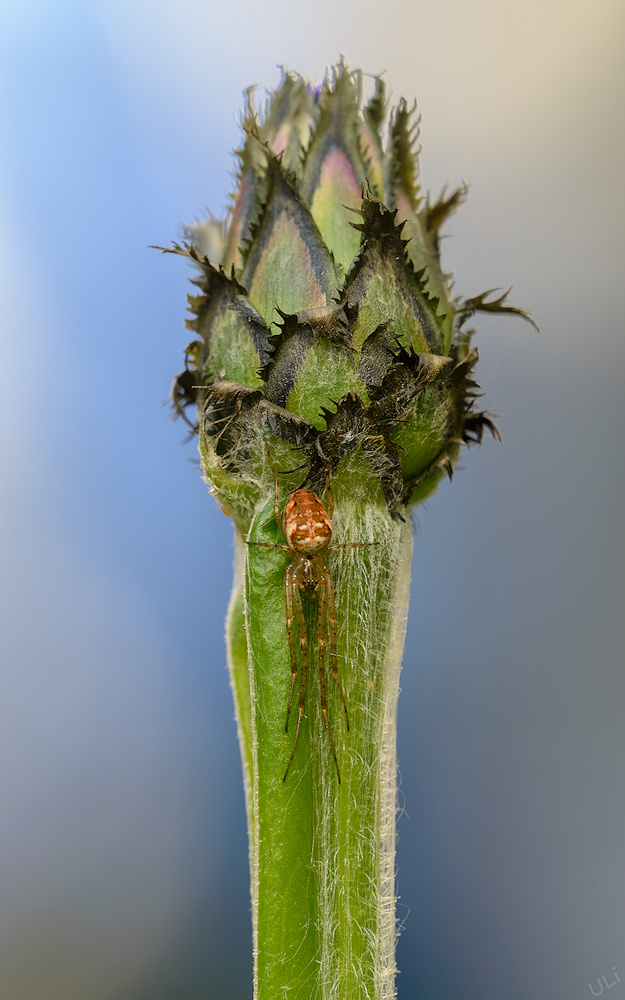 D6C_0875_625x1000.jpg