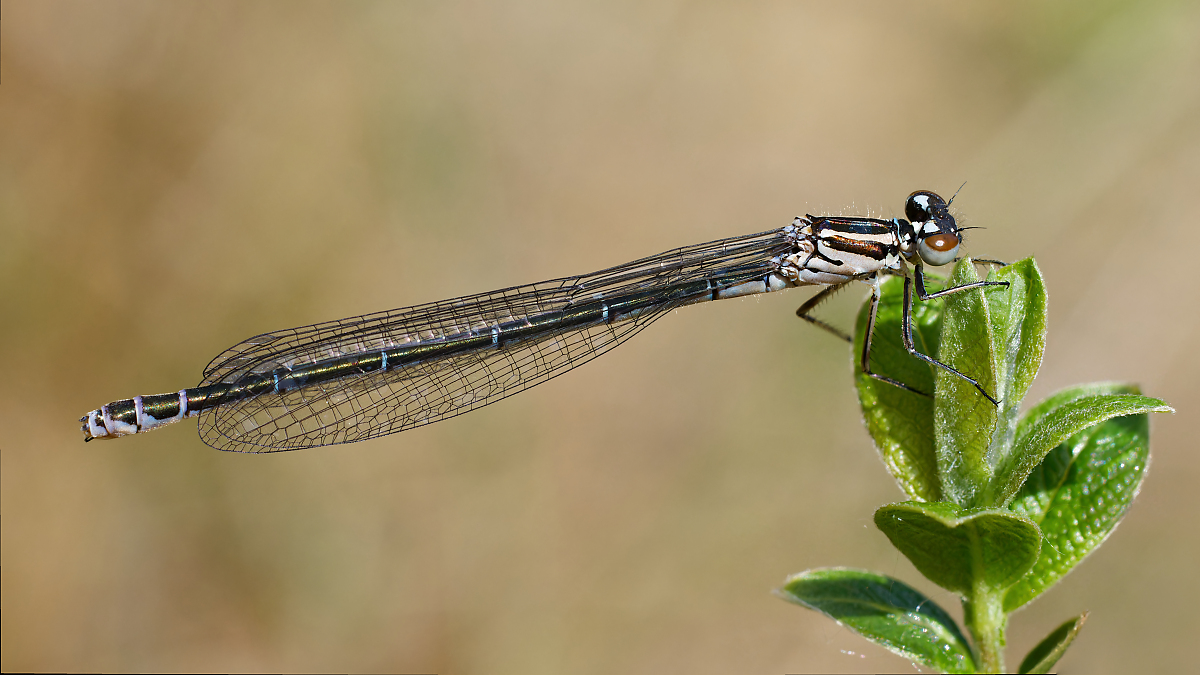 8W5A5396_DxO_DxO_DxO_DxO.jpg