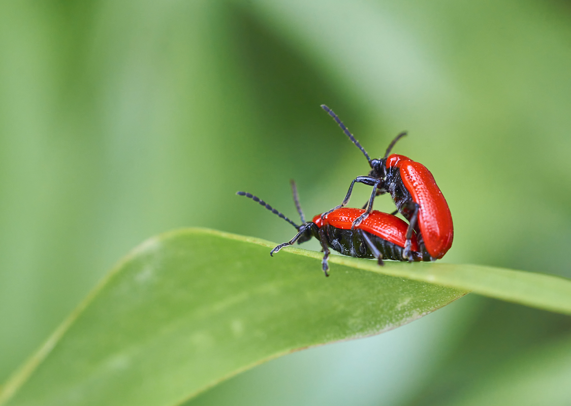 Lilienhähnchen 5.jpg