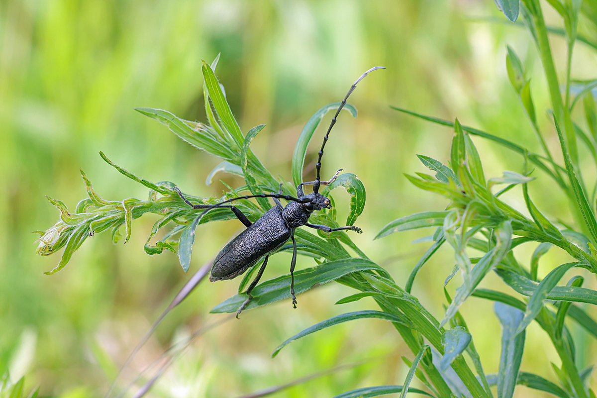 IMG_0105_SHARPEN projectsDENOISE projects.jpg