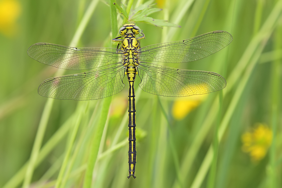 Gomphus pulchellus_m_IMG_0505_1200a.jpg