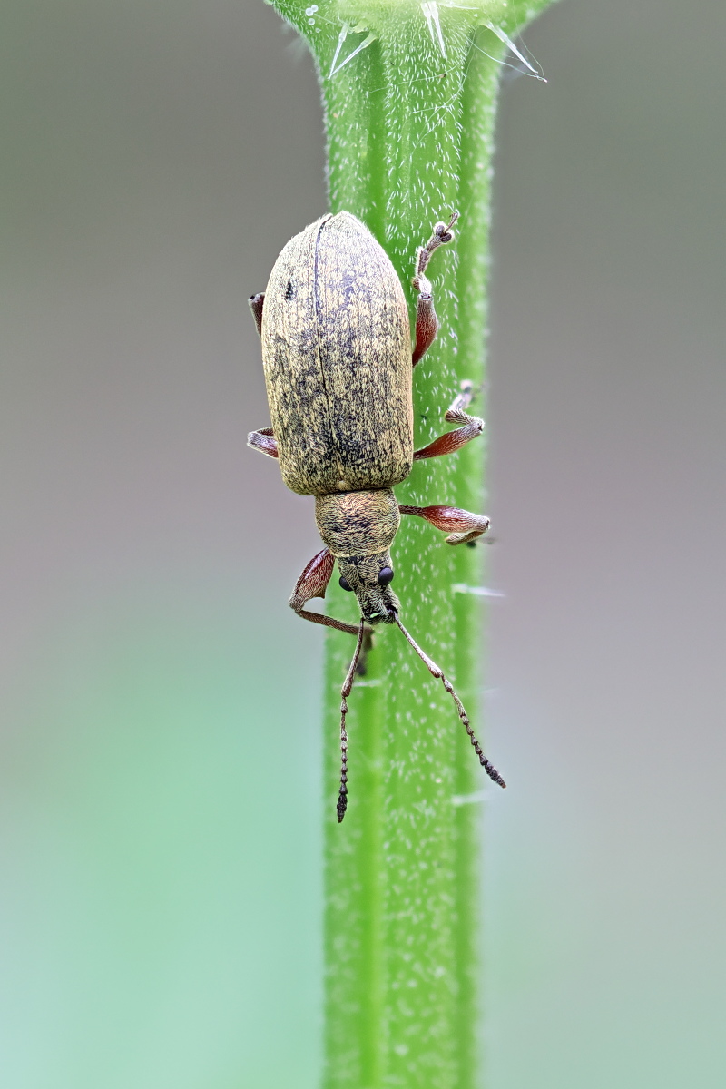 Phyllobius sp 03a.jpg