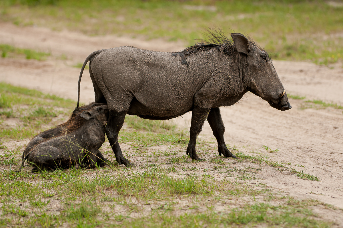 Warzenschwein-2547.jpg