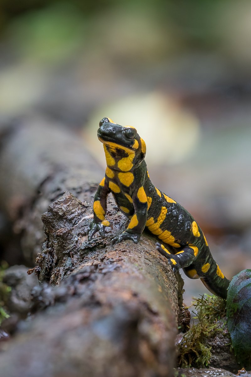 2022-09-27-21.11.14 ZS retouched.jpg