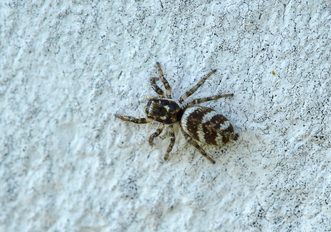 Zebraspinne.jpg