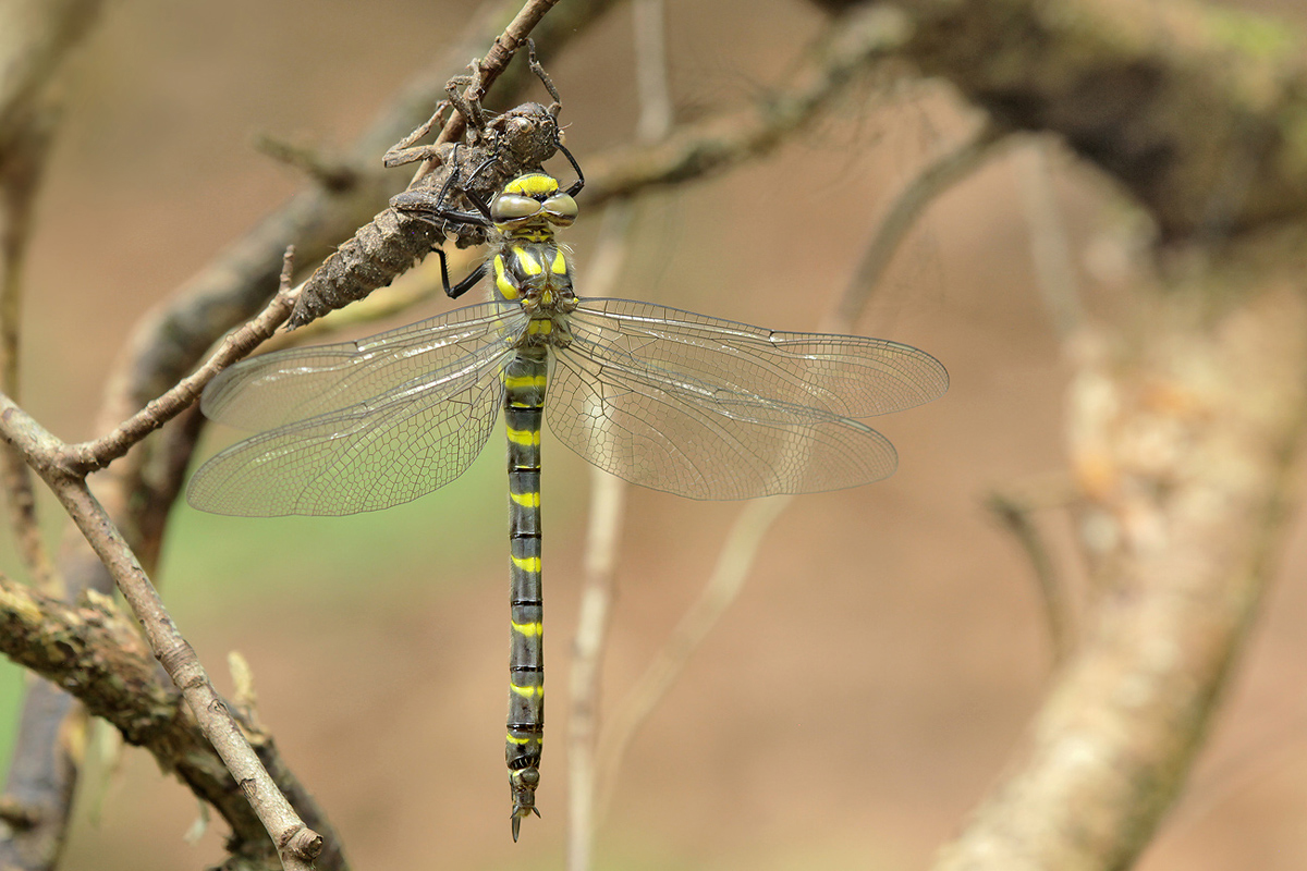 Cordulegaster bidentata_f_Schlupf_IMG_3497_1200.jpg