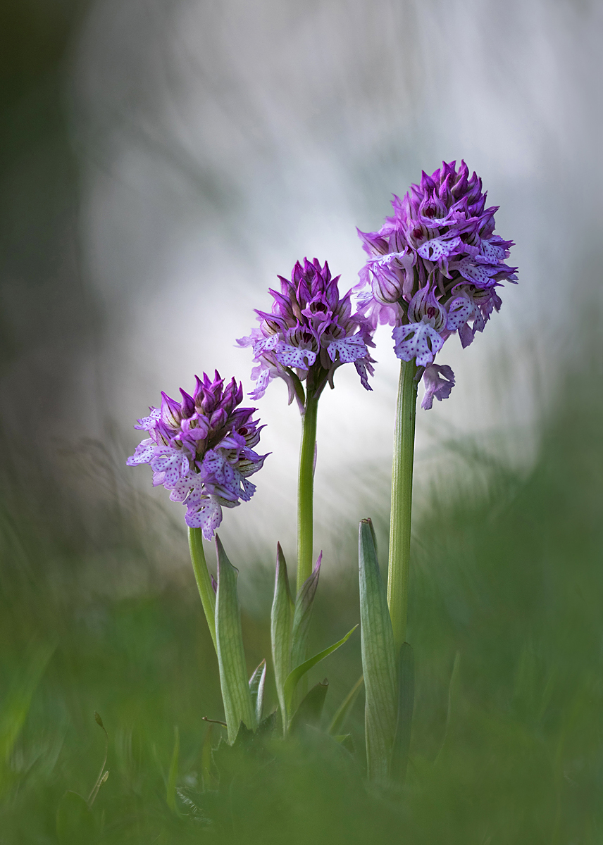 Dreizahniges Knabenkraut MF..jpg