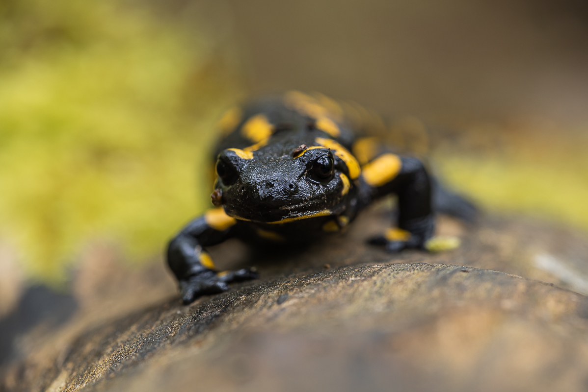 Salamander-6647.jpg