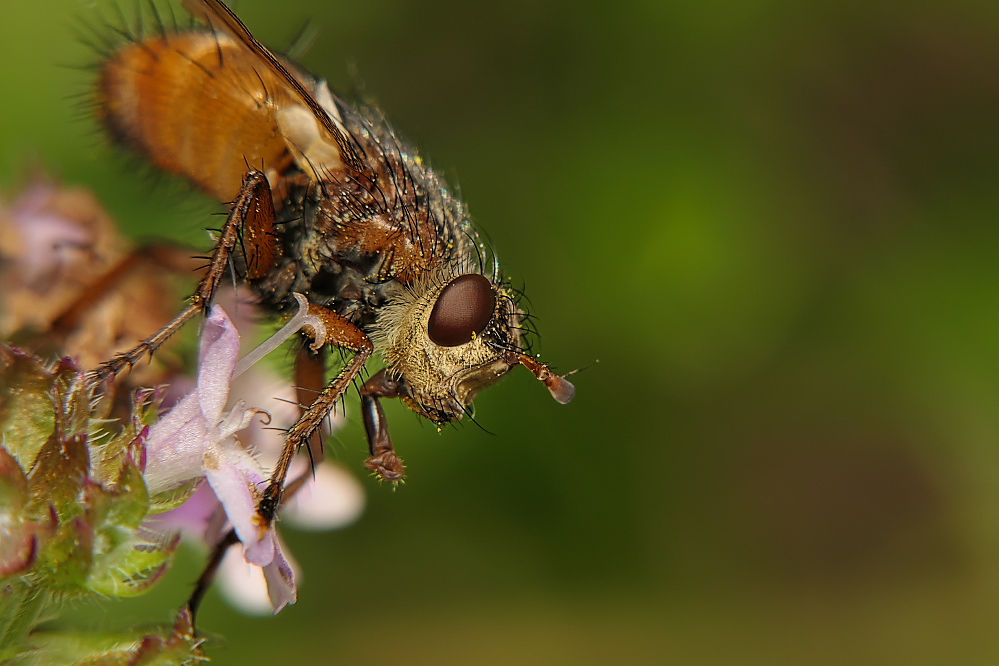 P1000515_ganz_scharf.jpg