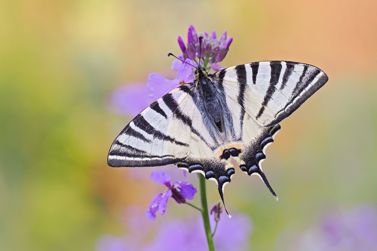 Iphiclides-podalirius-01566857---Kopie.jpg
