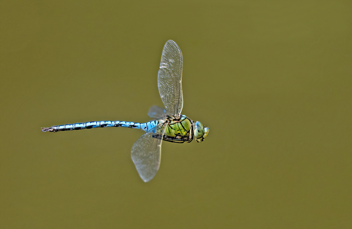 6160007NP.jpg