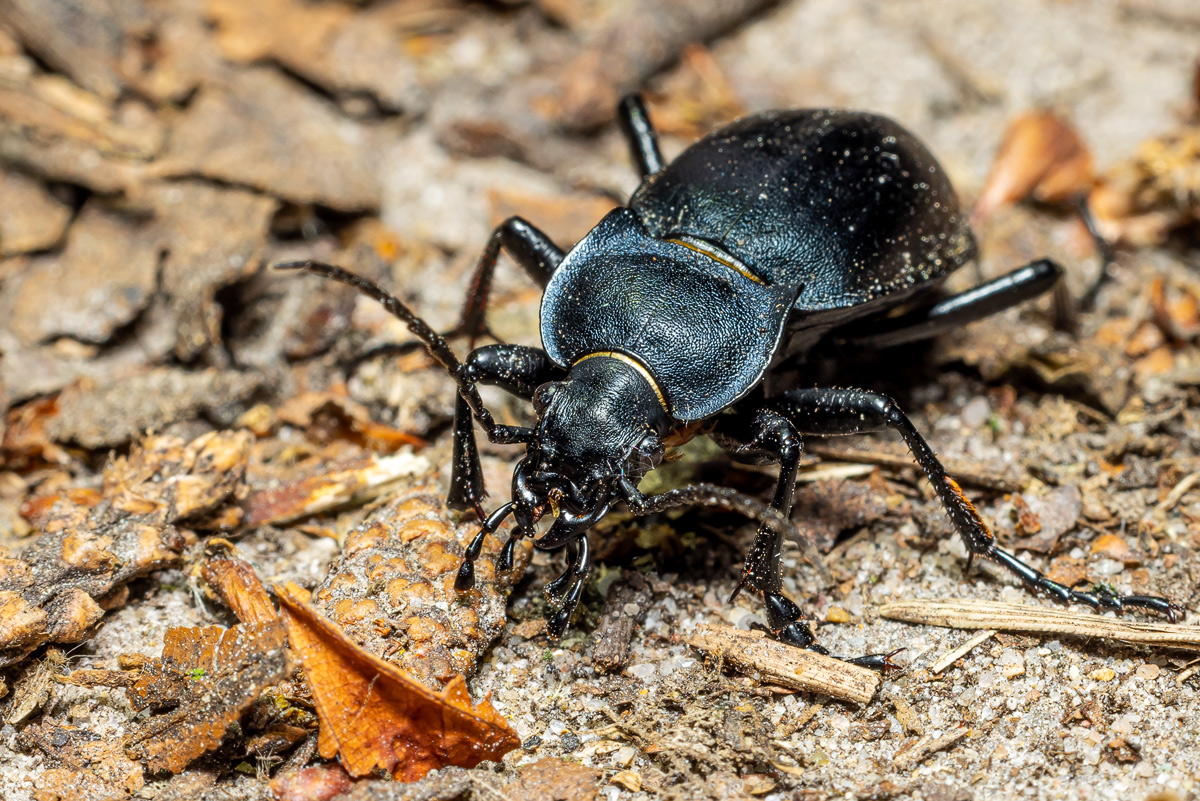 Goldleiste (Carabus violaceus)_03RK7285.jpg