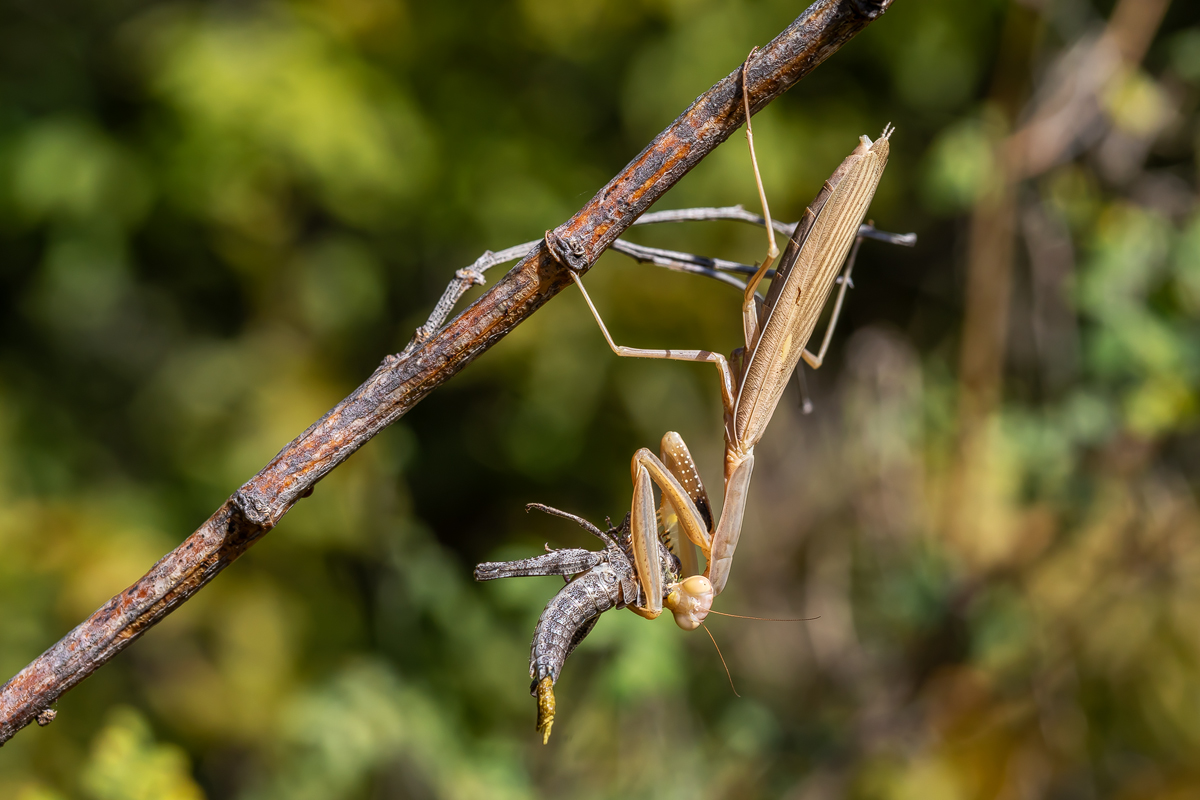 Europäische Gottesanbeterin (Mantis religiosa_02LK5891.jpg