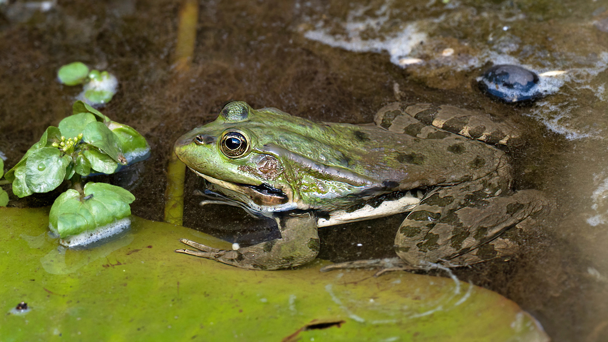 6150334NP.jpg