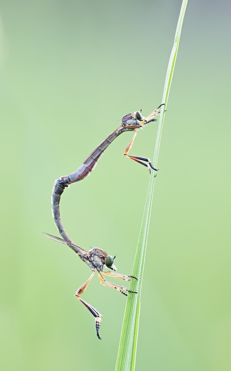 Leptogaster sp 02.jpg