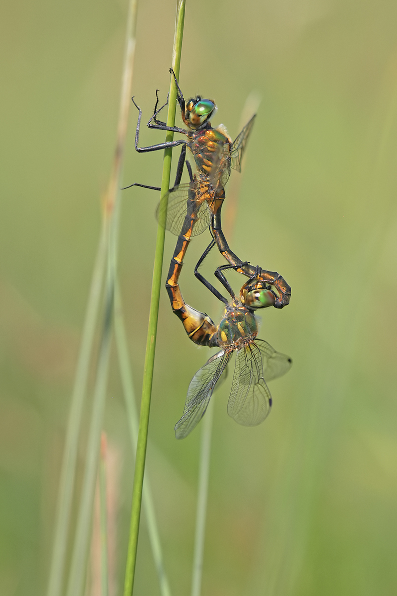 Somatochlora flavomaculata_paar_IMG_2102_1200.jpg