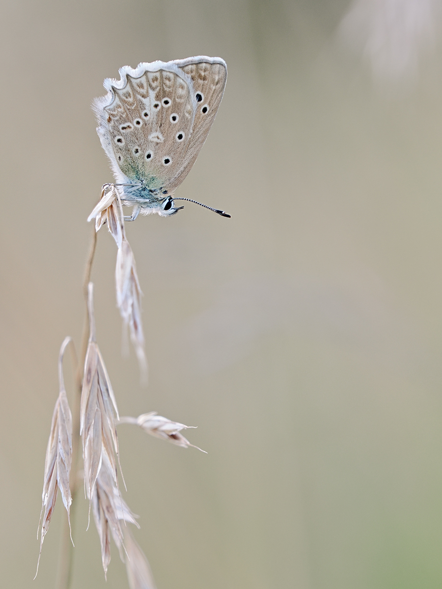Polyommatus-daphnis1-zom019429_8---Kopie.jpg