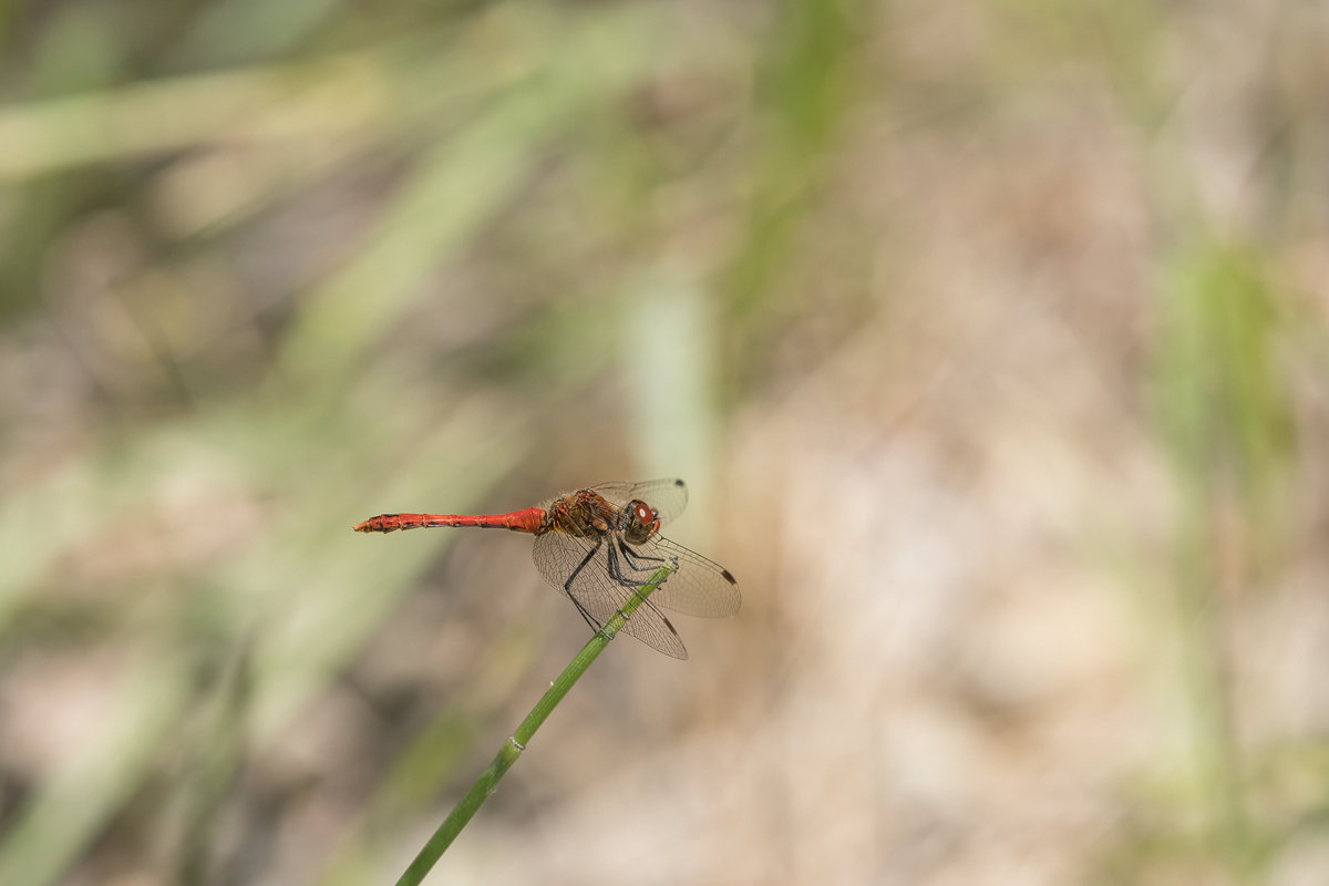 20230706-122212-002-(HL)-Kiesgrube-Lattner-Blutrote-Heidelibelle-Sympetrum-sanguineum-Männchen-B16H16.jpg
