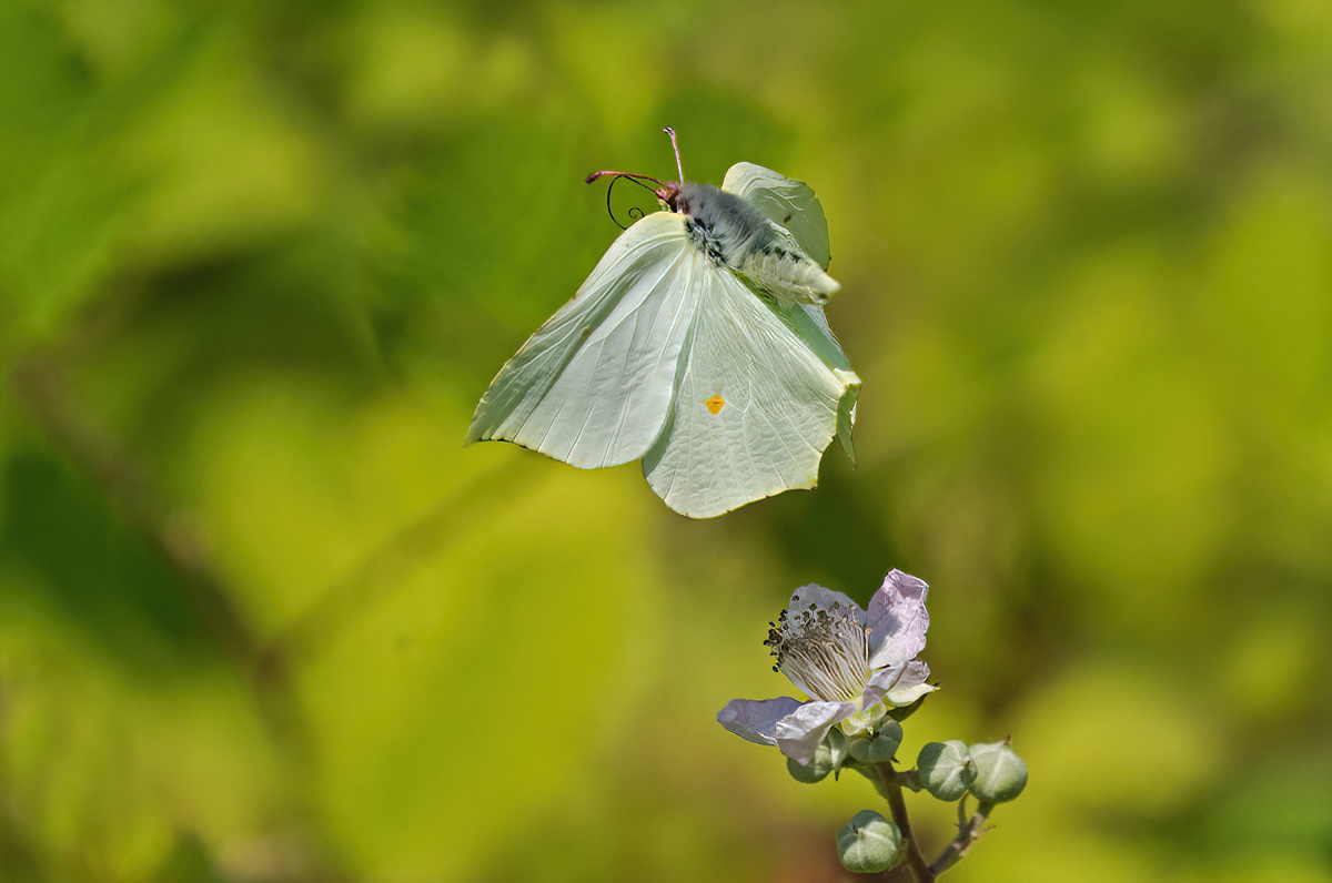 P6261013NP1.jpg