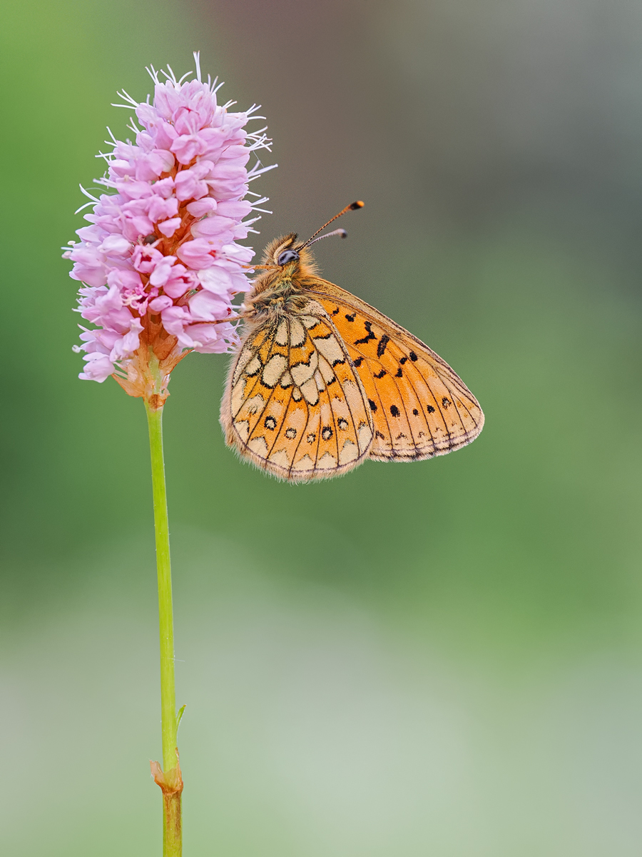 Boloria-eunomia-01581934---Kopie.jpg