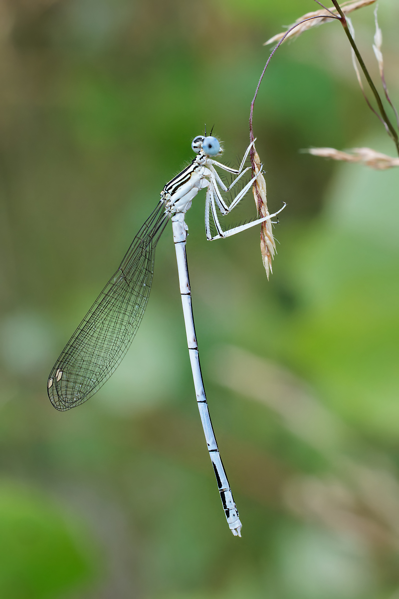 8W5A6534_DxO_DxO.jpg